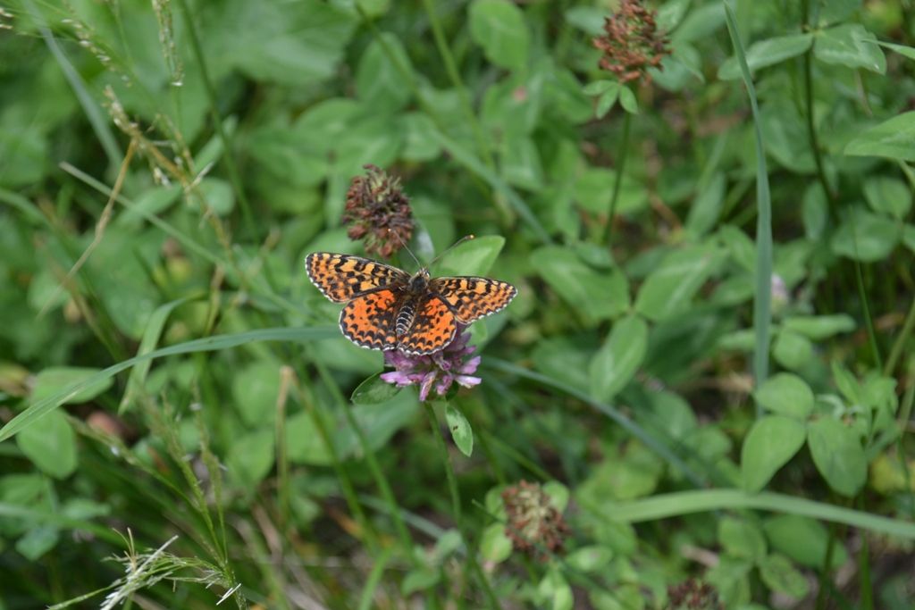 Melitaea trivia? - Melitaea didyma